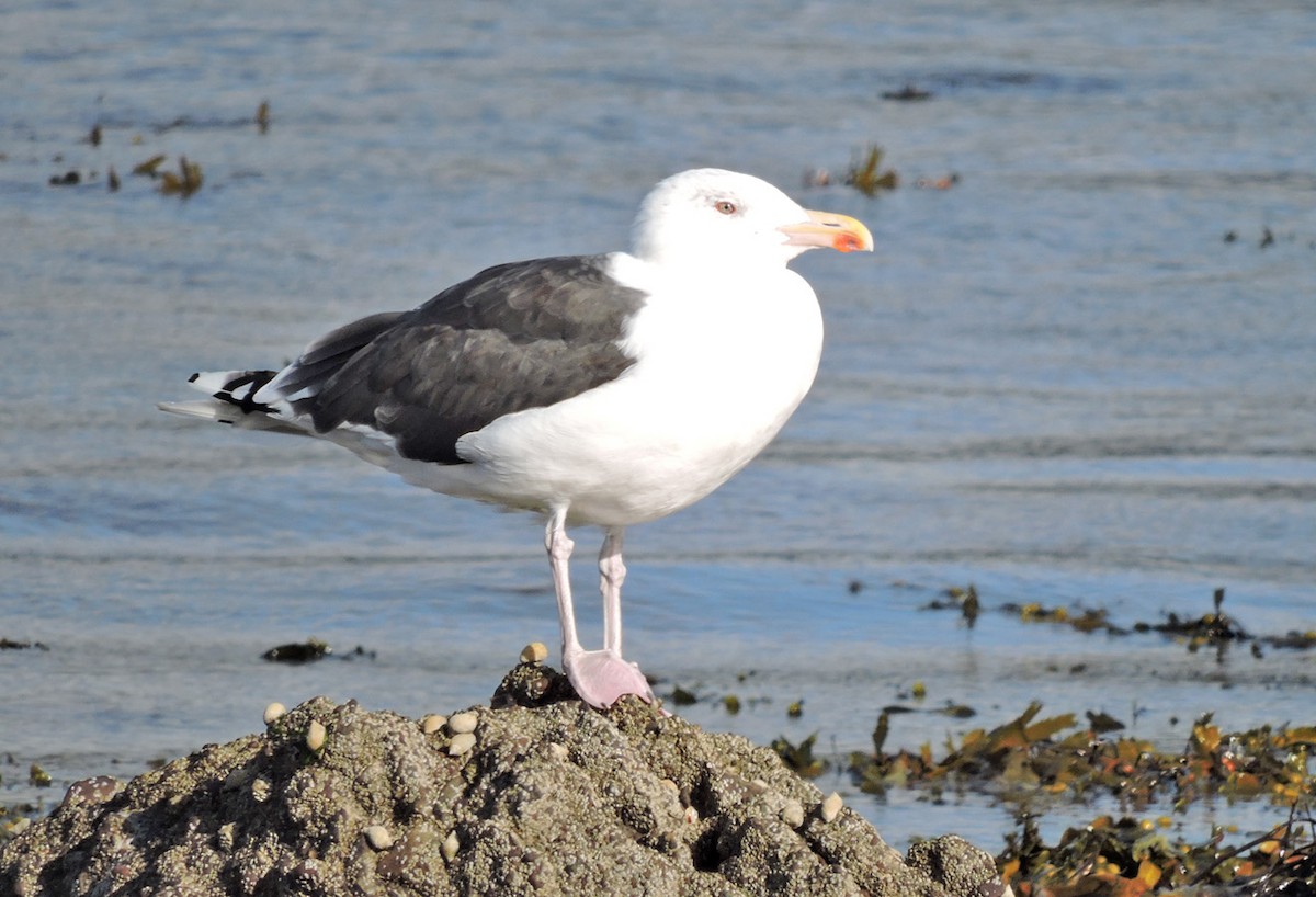 Gavión Atlántico - ML642782332