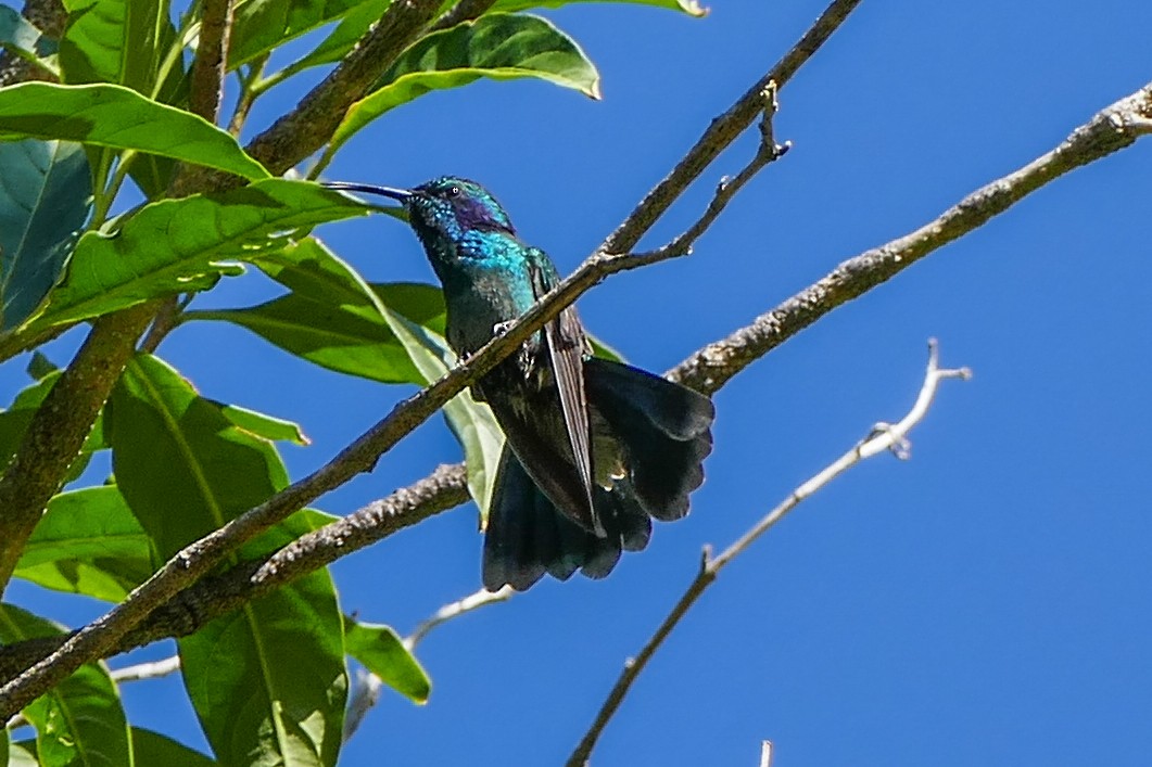 Lesser Violetear - ML642782335