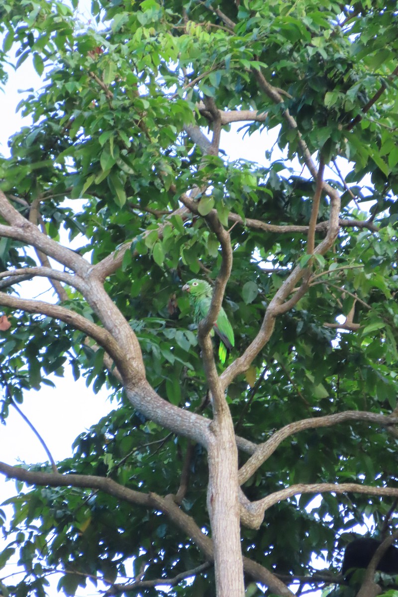 Amazone poudrée - ML642782336
