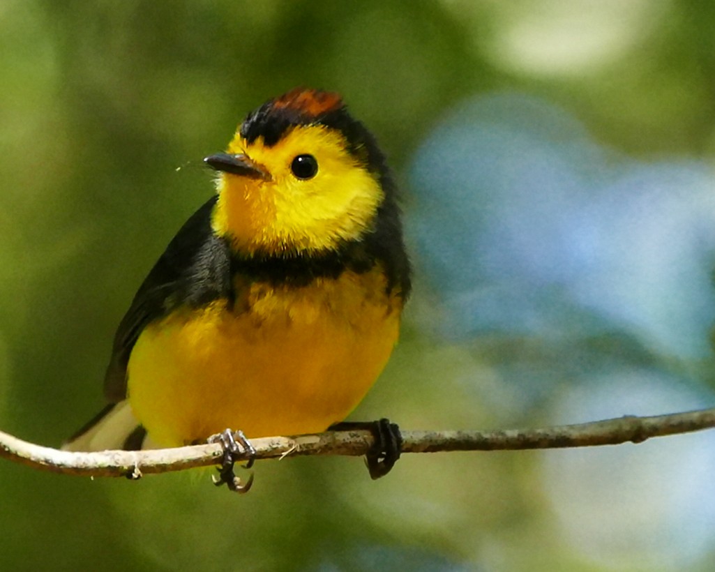 Collared Redstart - ML642782359