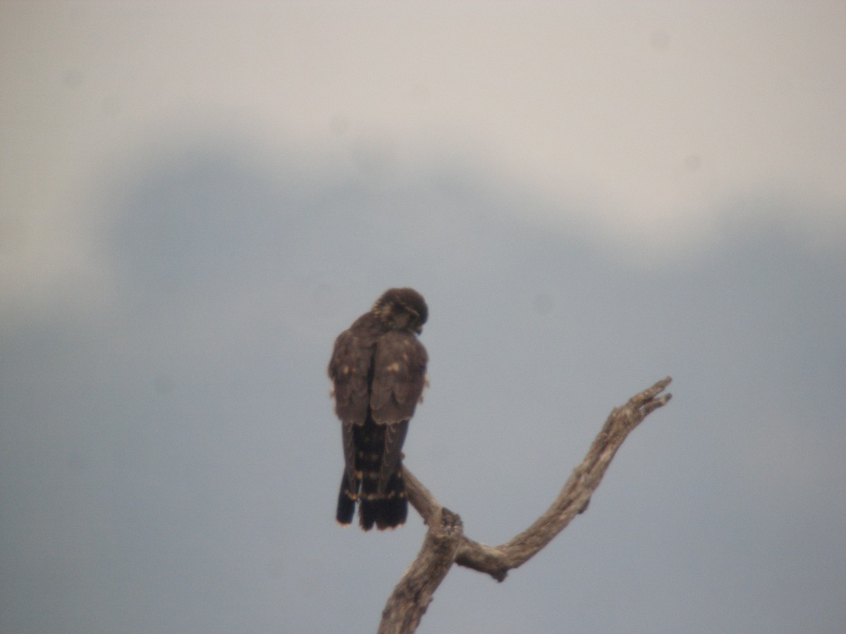 Merlin - ML642782366