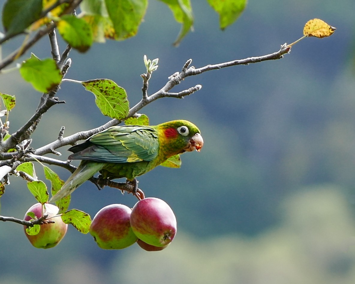 Sulphur-winged Parakeet - ML642782371