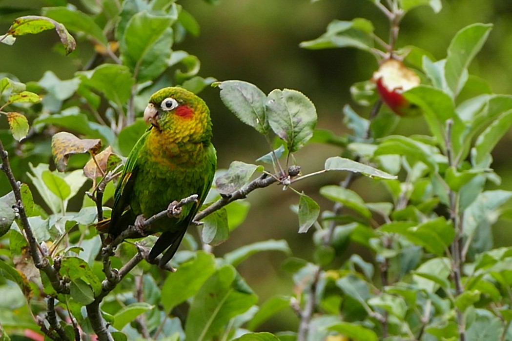 Sulphur-winged Parakeet - ML642782372