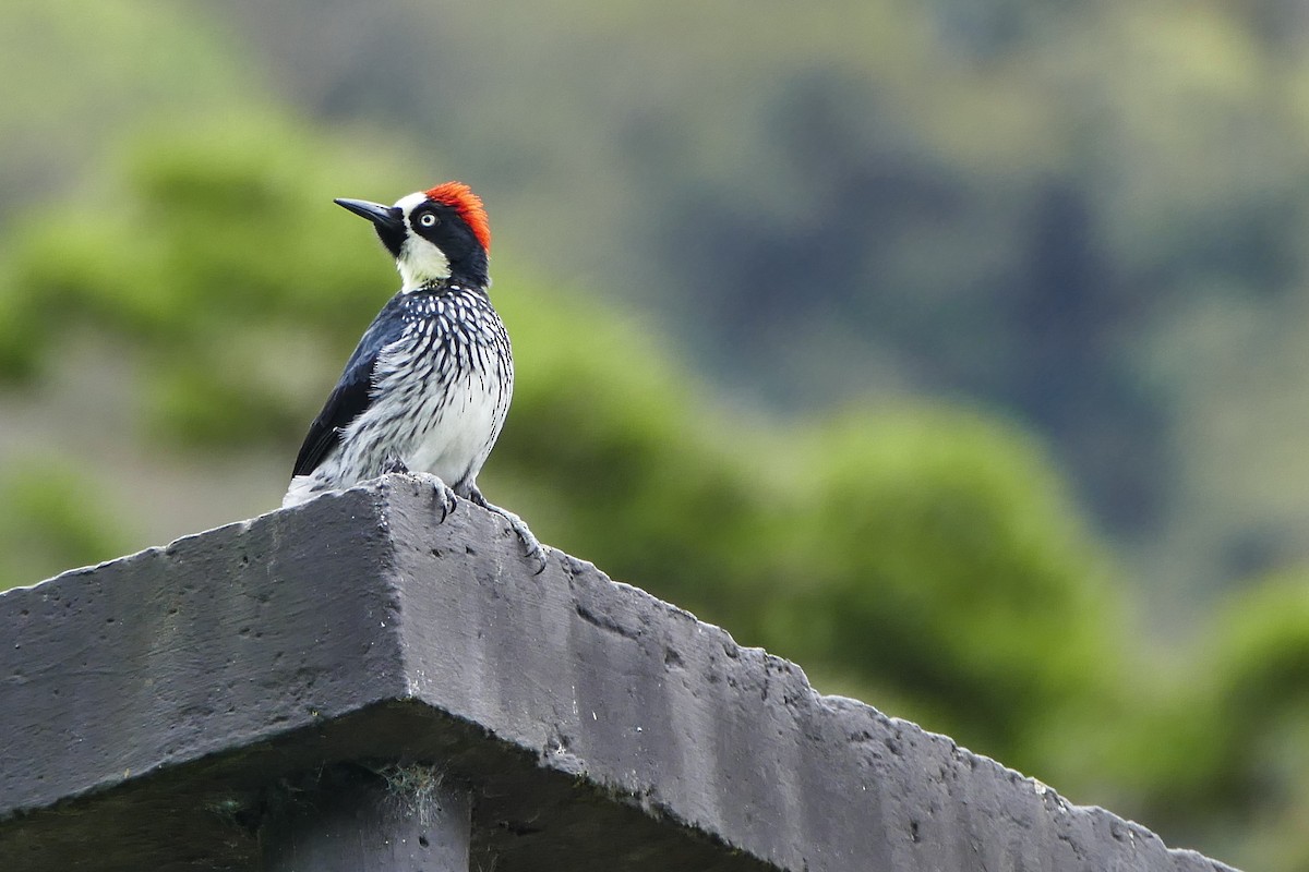 Acorn Woodpecker - ML642782381