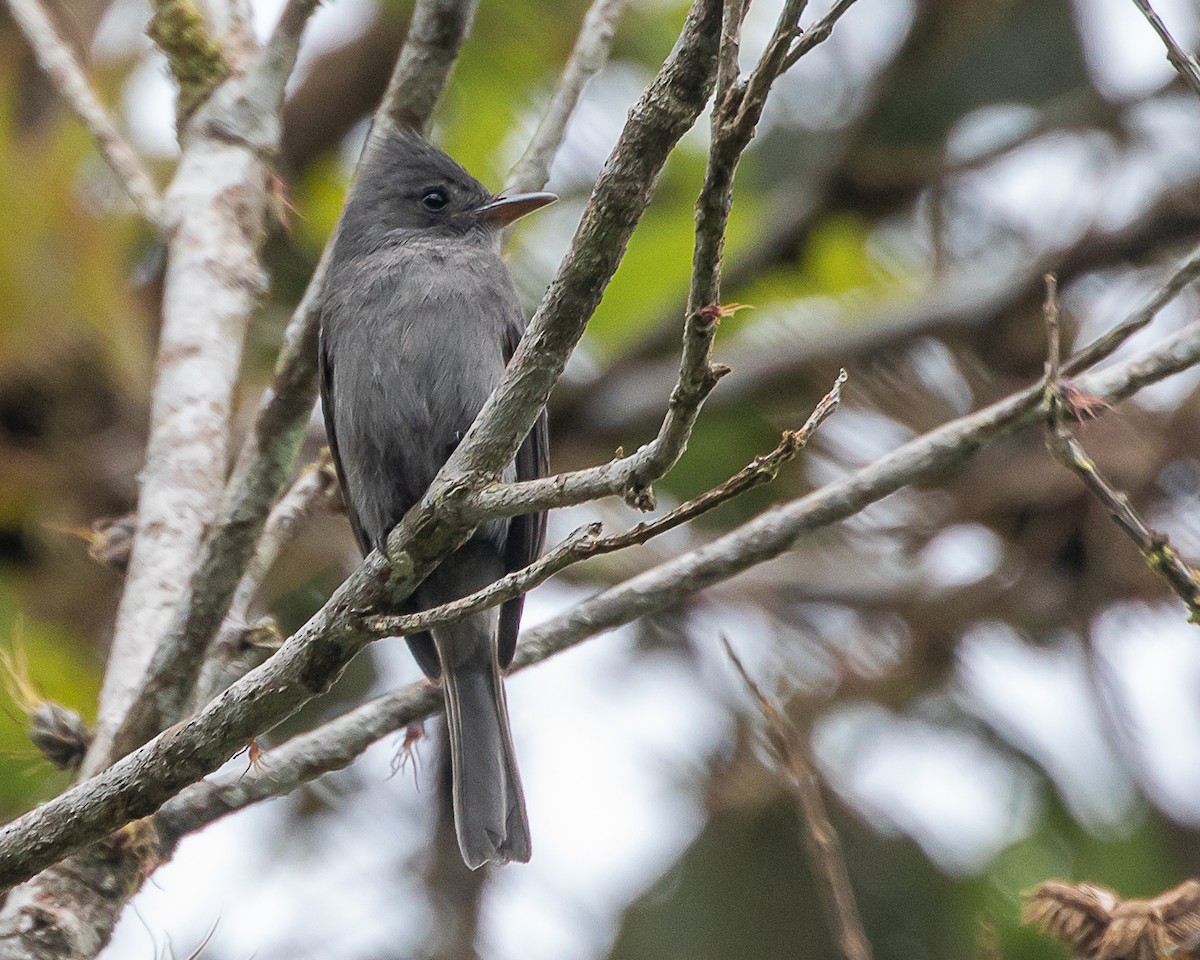 Smoke-colored Pewee - ML642782388