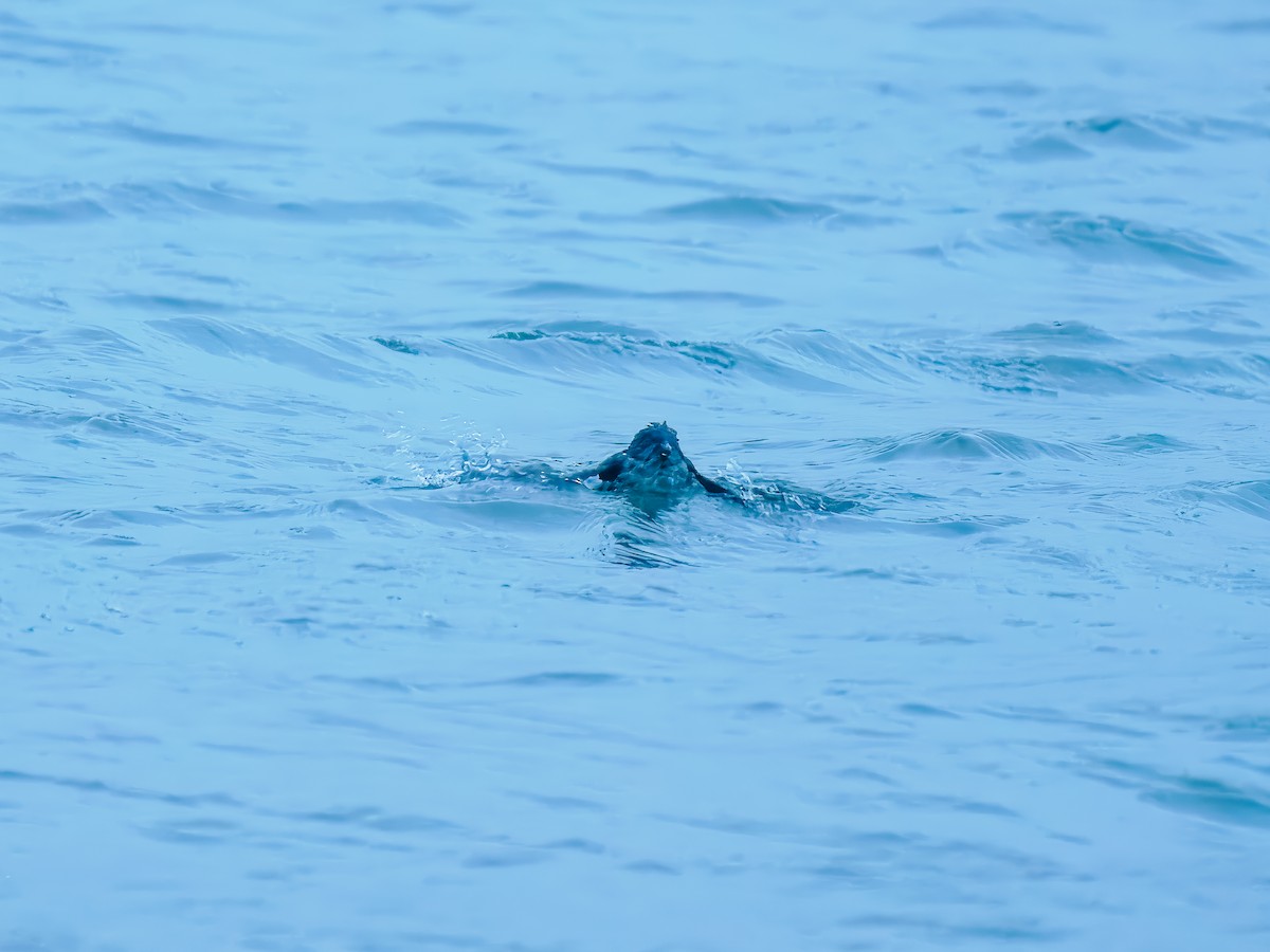 Cassin's Auklet - ML642782392