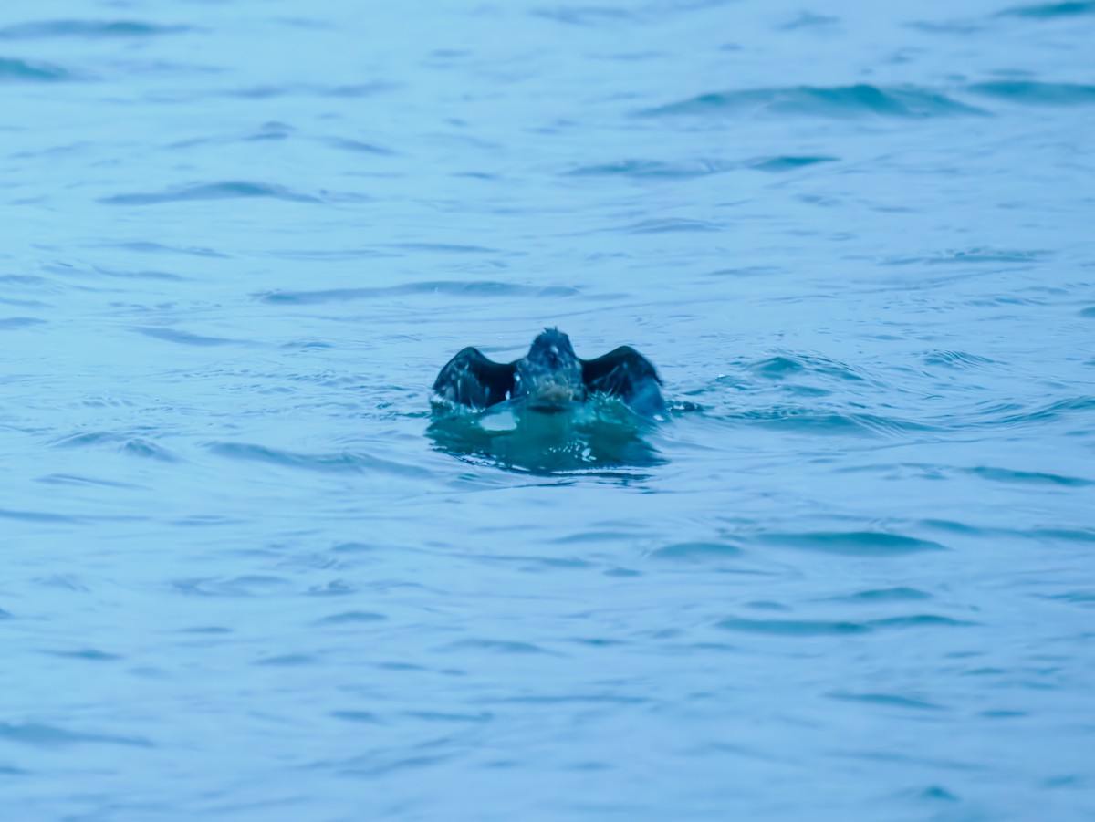 Cassin's Auklet - ML642782394