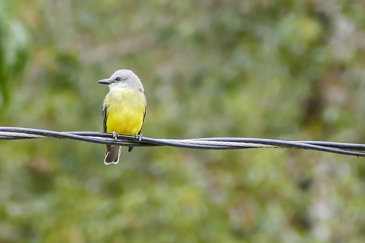 Tropical Kingbird - ML642782400