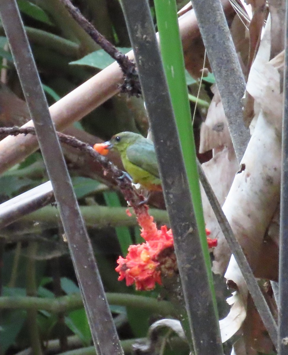 Olive-backed Euphonia - ML642782414