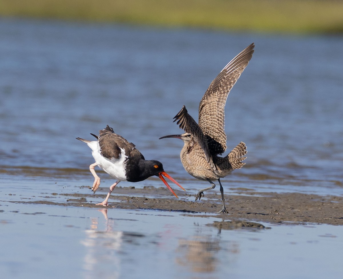 Whimbrel (Hudsonian) - ML642782432