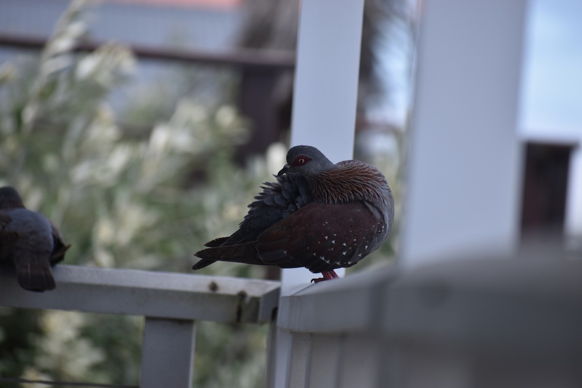 Speckled Pigeon - ML642782457