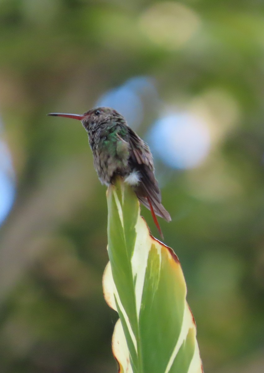 Rufous-tailed Hummingbird - ML642782465
