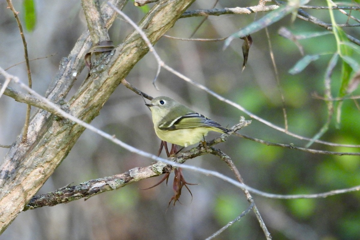 Ruby-crowned Kinglet - ML642782467