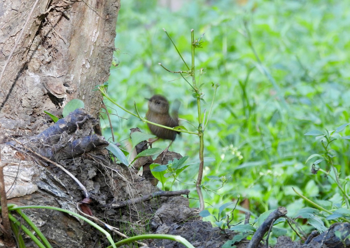 Winter Wren - ML642782489