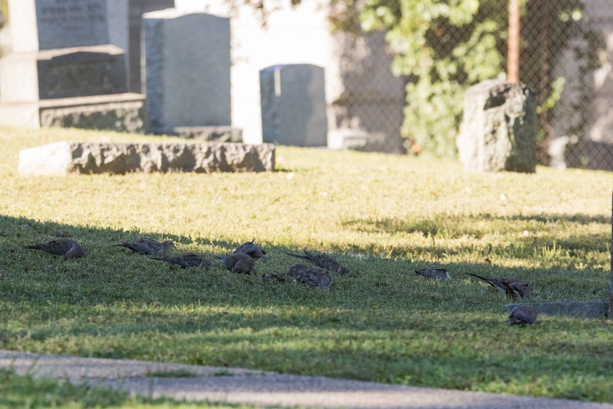Mourning Dove - ML642782494