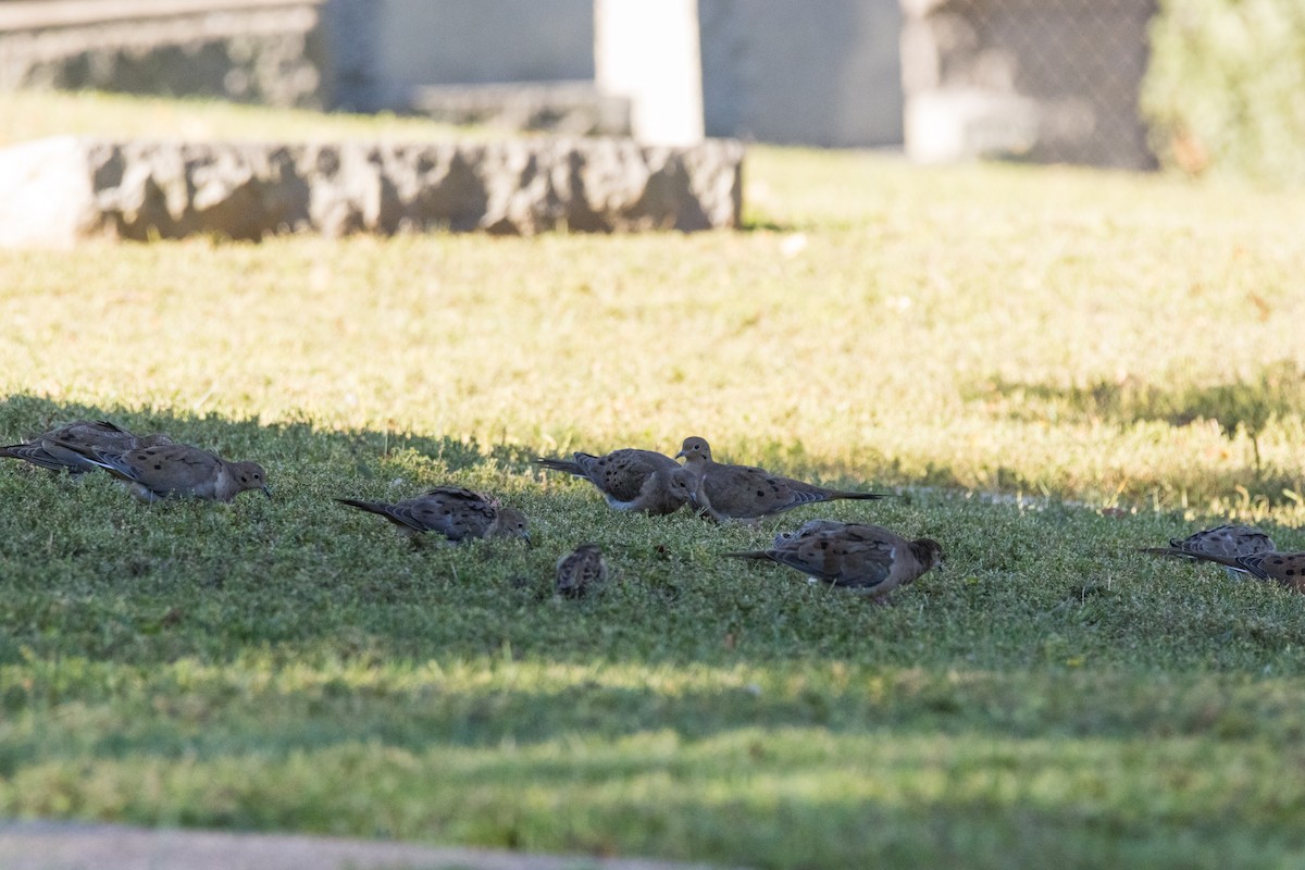 Mourning Dove - ML642782495