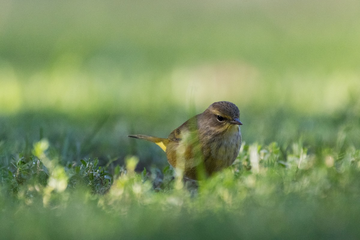 Palm Warbler - ML642782503