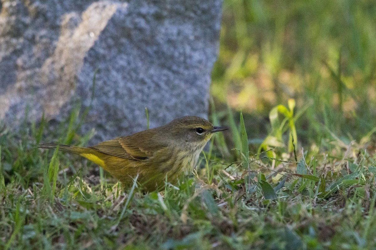 Palm Warbler - ML642782504