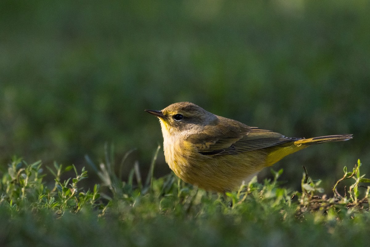 Palm Warbler - ML642782505