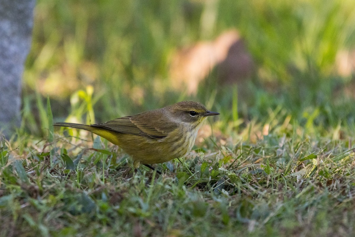 Palm Warbler - ML642782506
