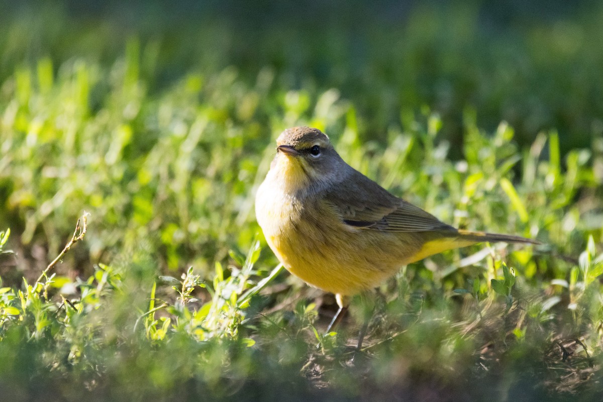 Palm Warbler - ML642782508