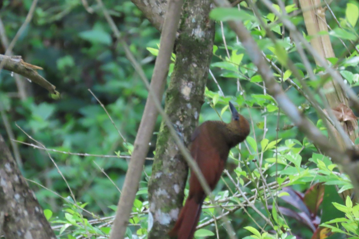 Northern Barred-Woodcreeper - ML642782510