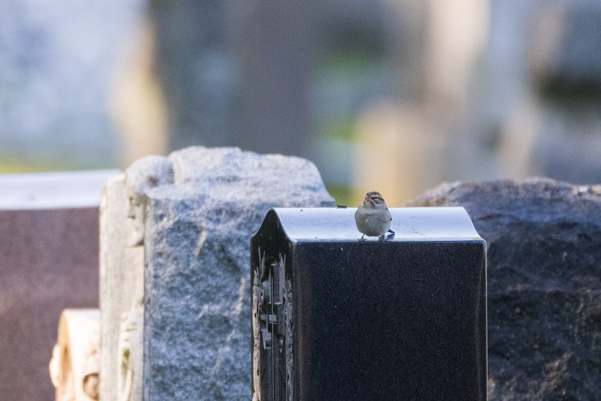 Chipping Sparrow - ML642782514