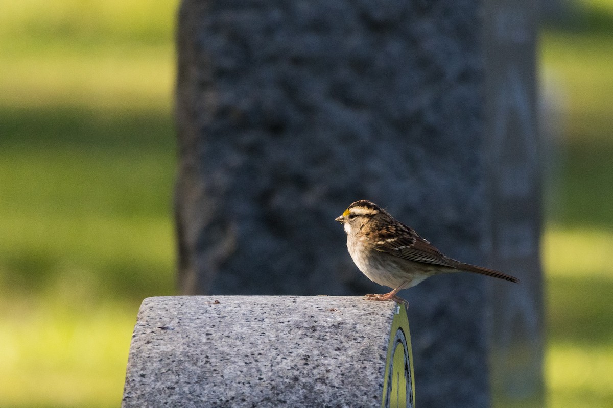 White-throated Sparrow - ML642782518