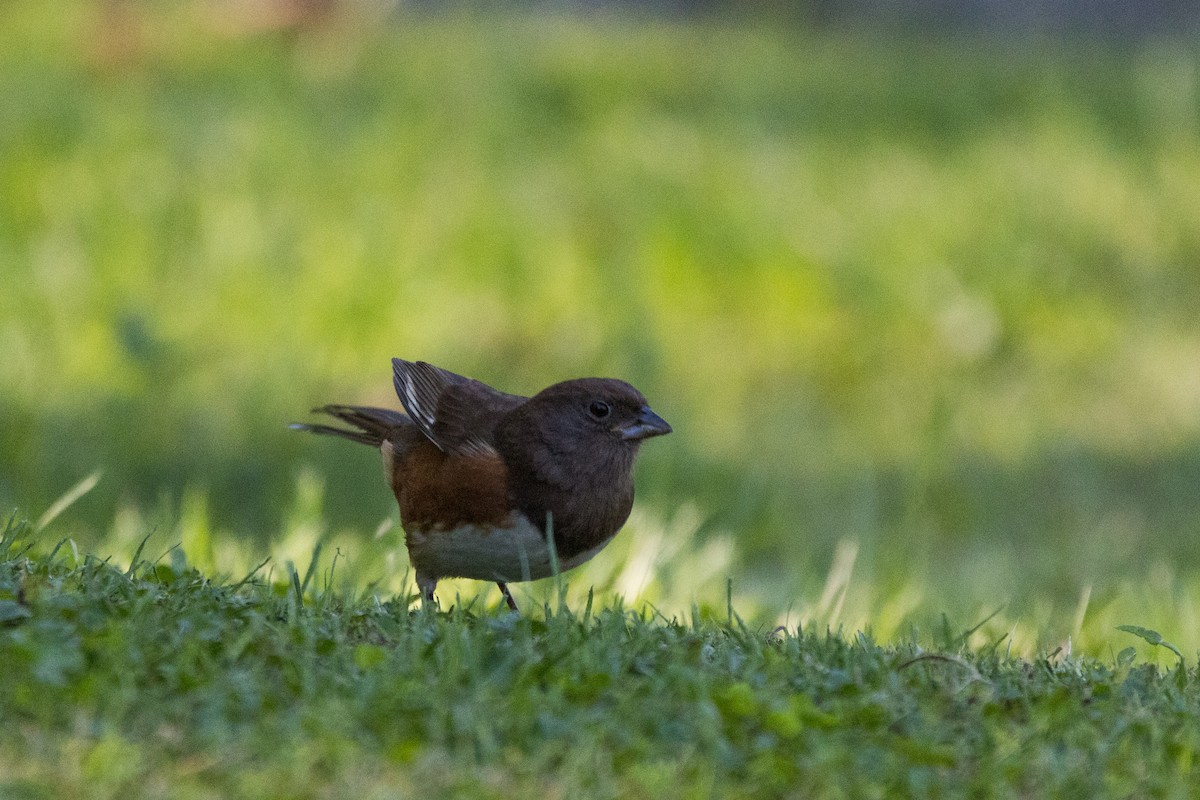 Eastern Towhee - ML642782522