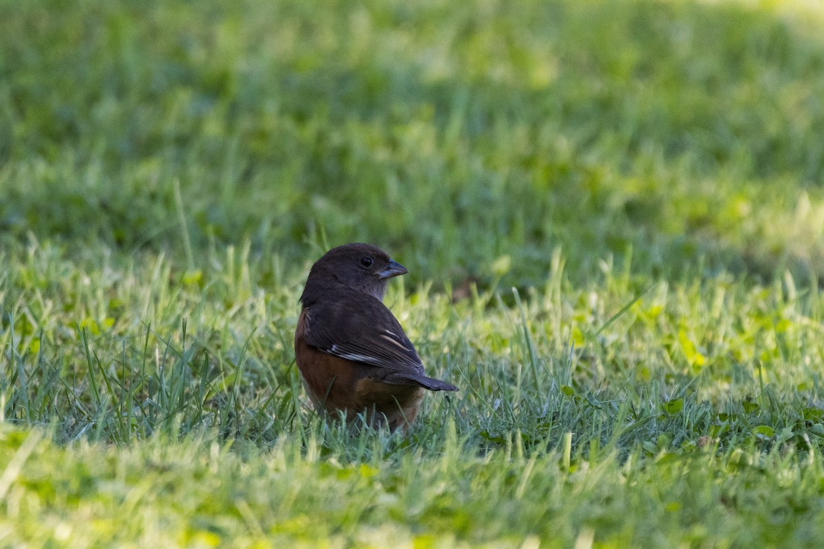 Eastern Towhee - ML642782524