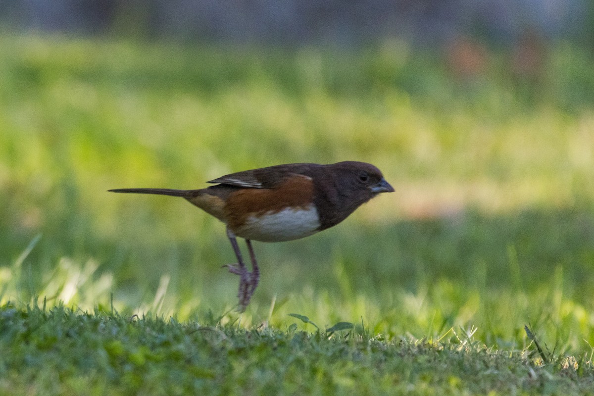 Eastern Towhee - ML642782525