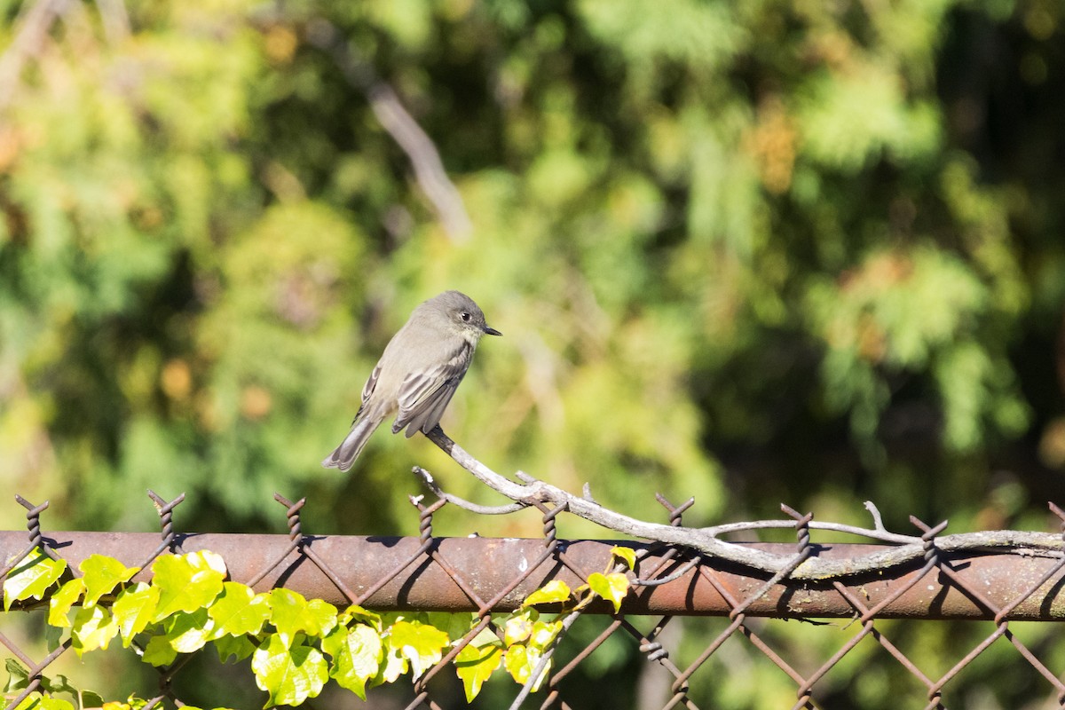 Eastern Phoebe - ML642782544