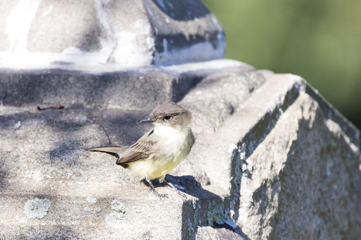 Eastern Phoebe - ML642782546