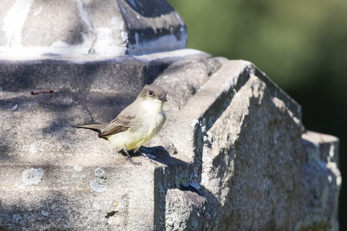 Eastern Phoebe - ML642782553