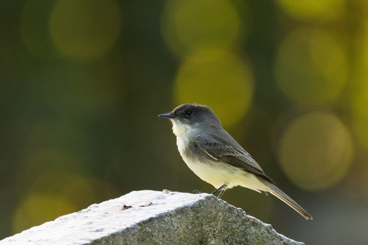 Eastern Phoebe - ML642782555