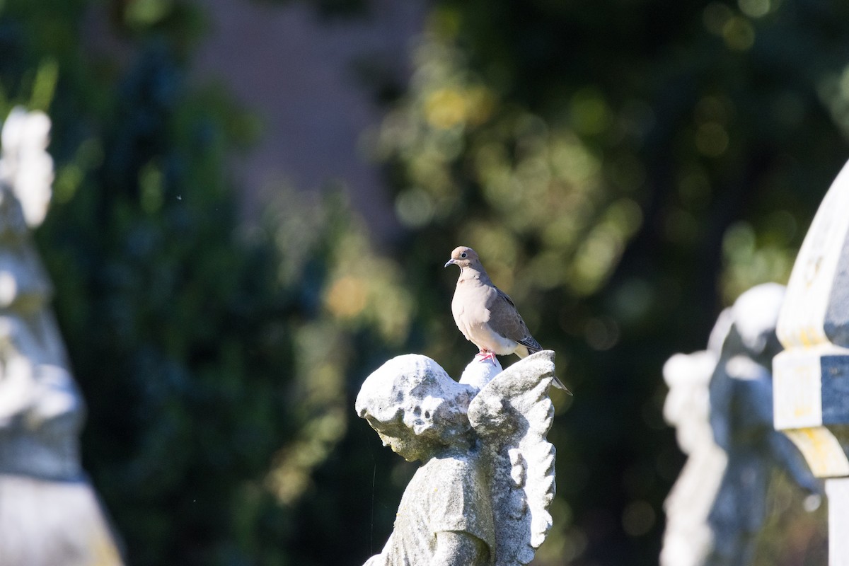 Mourning Dove - ML642782561