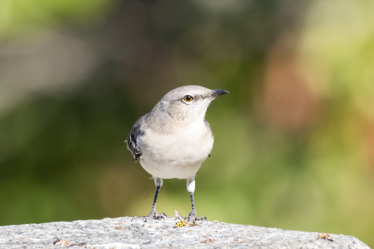 Northern Mockingbird - ML642782564