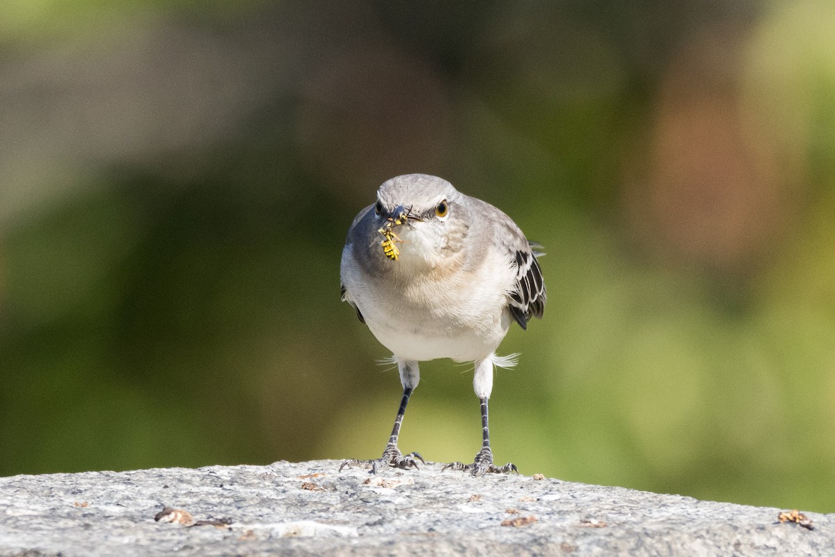 Northern Mockingbird - ML642782565