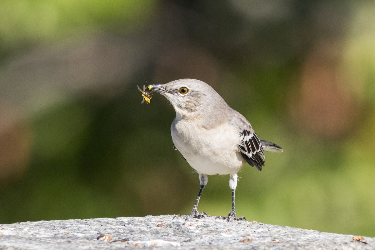 Northern Mockingbird - ML642782566