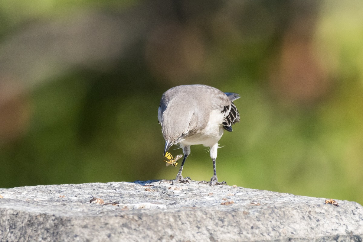 Northern Mockingbird - ML642782567