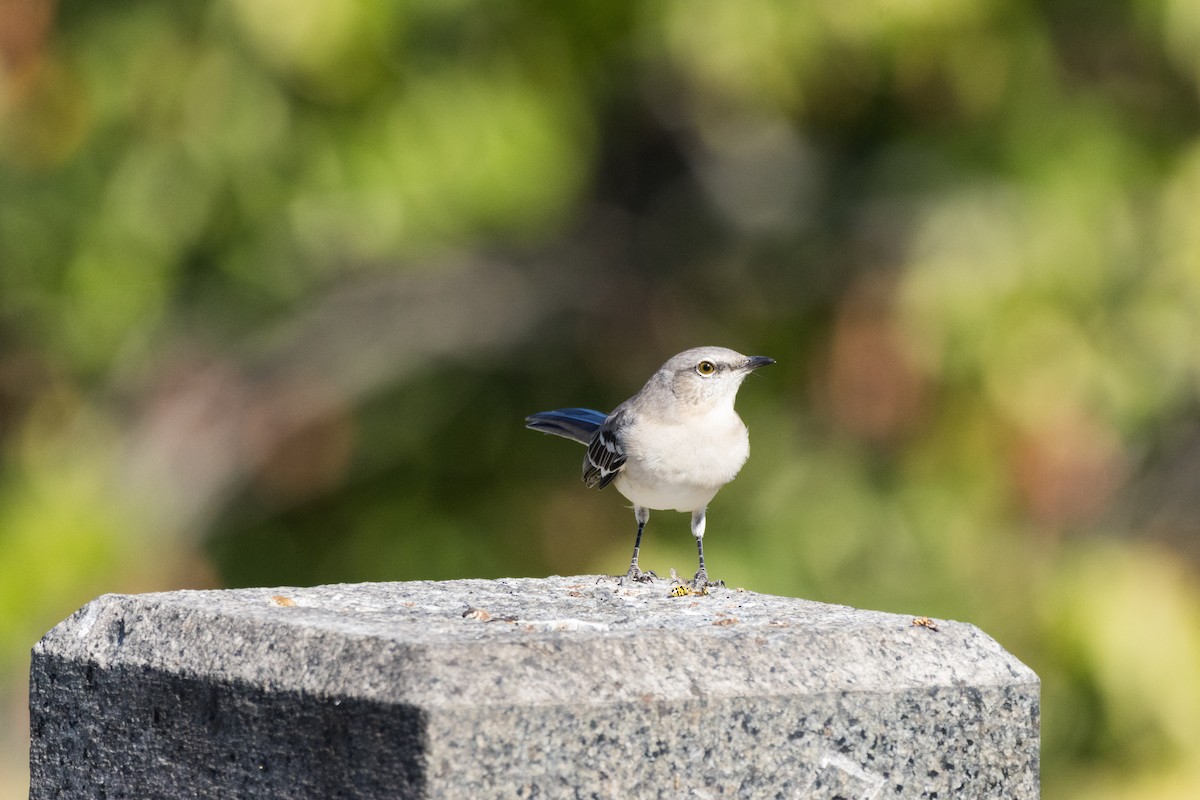 Northern Mockingbird - ML642782568
