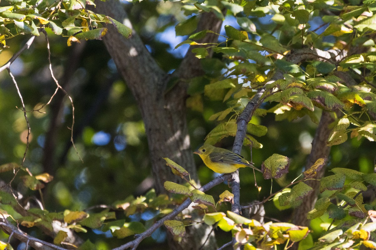 Scarlet Tanager - ML642782574