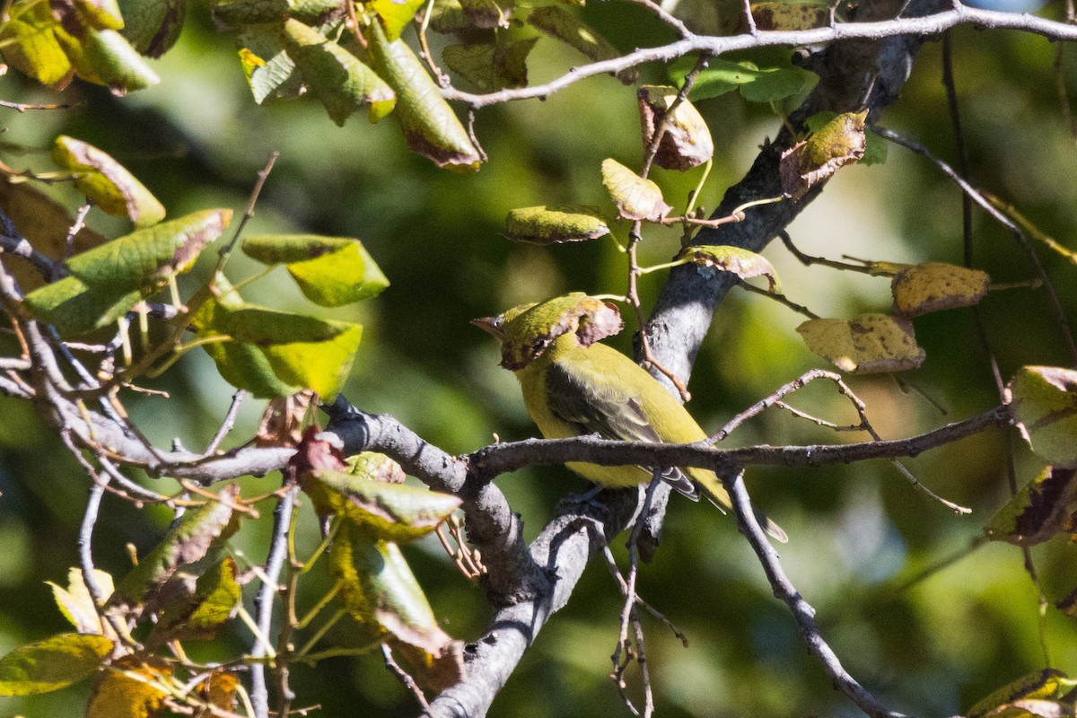 Scarlet Tanager - ML642782575