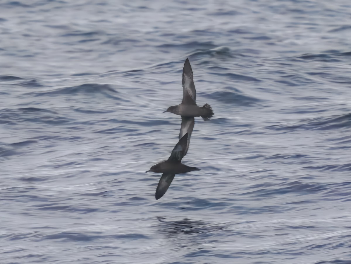 Sooty Shearwater - ML642782582