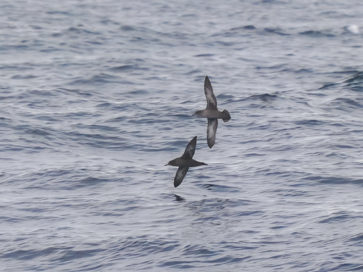 Sooty Shearwater - ML642782587