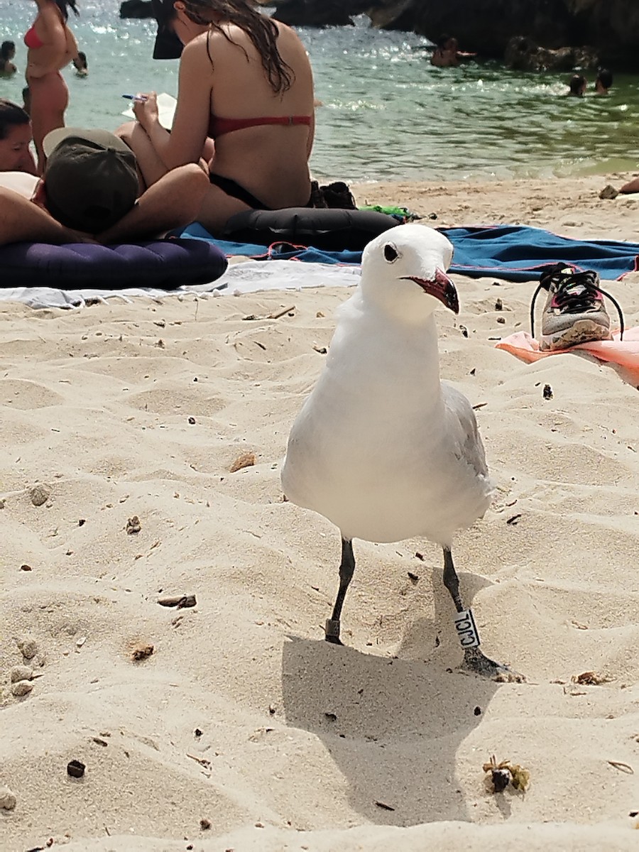 Audouin's Gull - ML642782600