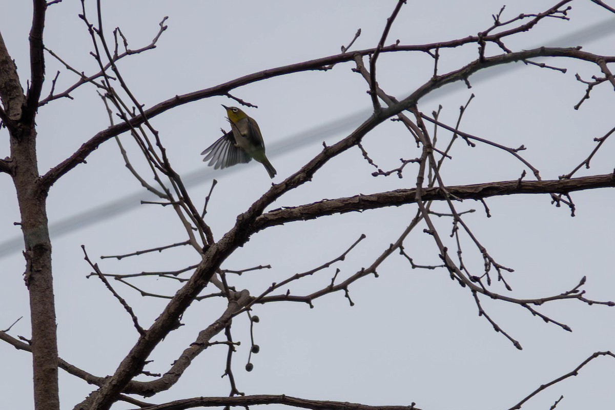Swinhoe's White-eye - ML642782606