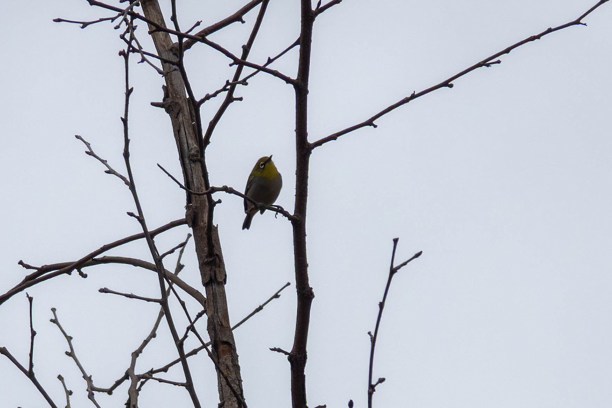 Swinhoe's White-eye - ML642782607