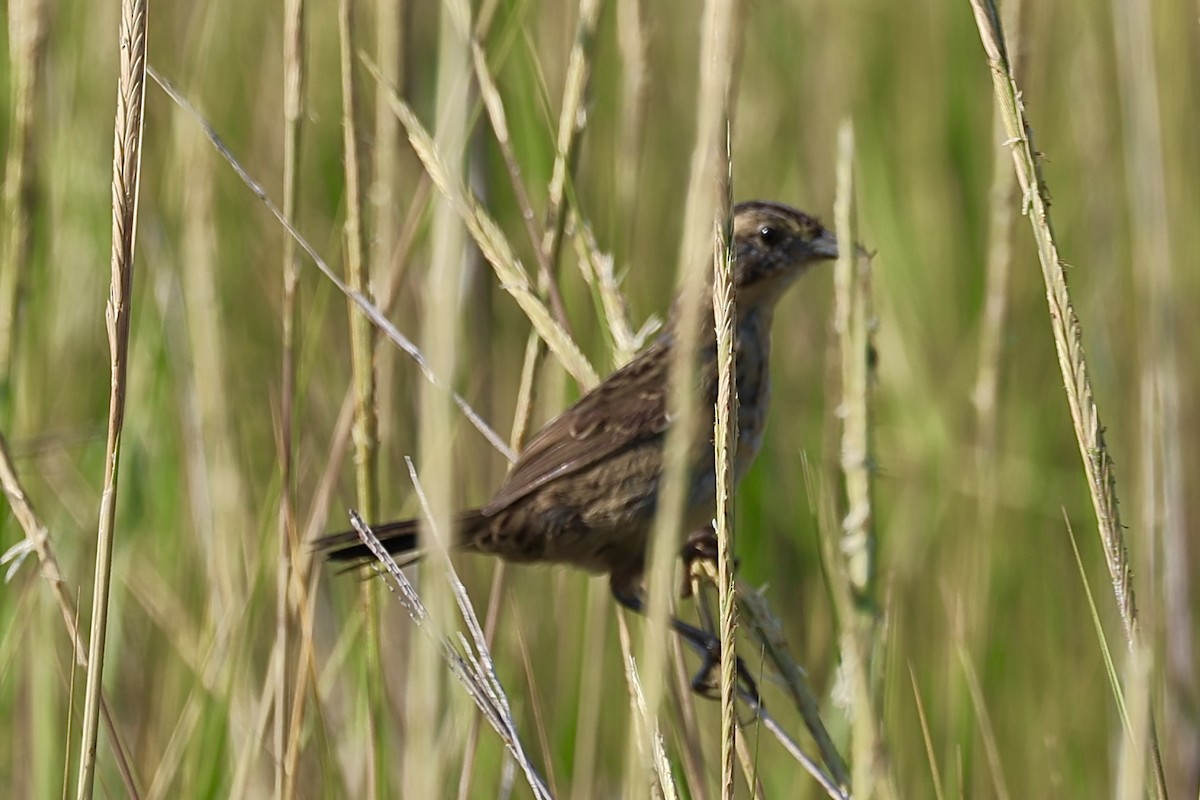Seaside Sparrow - ML642782608