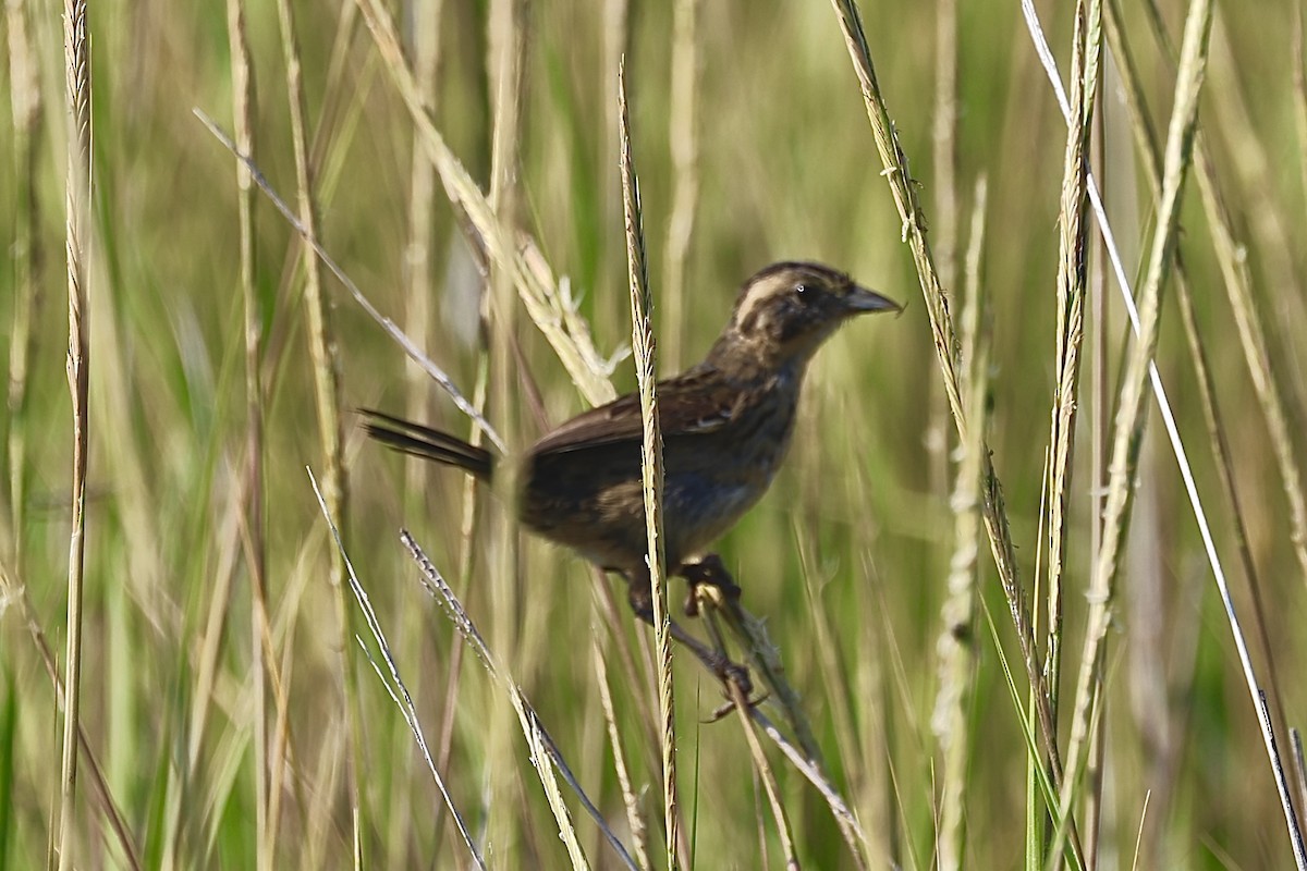 Seaside Sparrow - ML642782609